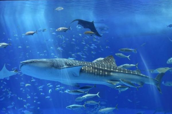 漫活沖繩4日.玉泉洞大鼓秀.美之海水族館.古宇利塔輕旅行(加贈單軌電車一日卷)